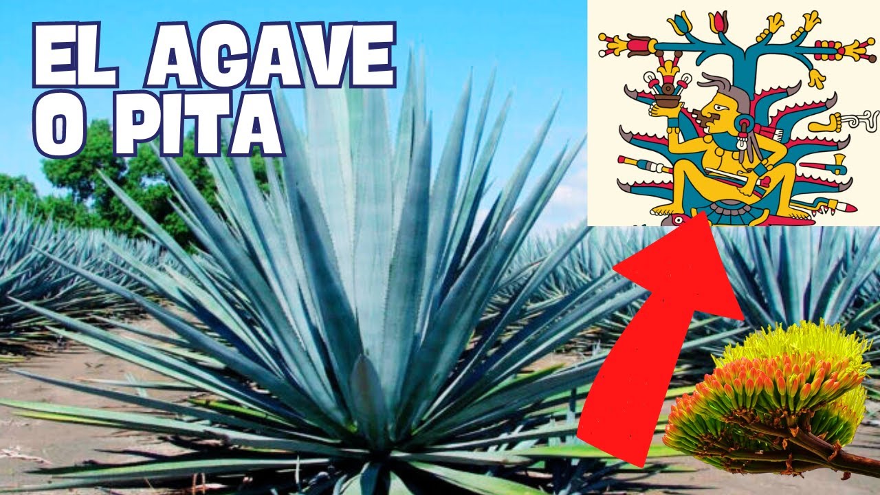 TODO SOBRE EL AGAVE, MAGUEY o PITA. Cómo Plantar, Propiedades y Curiosidades
