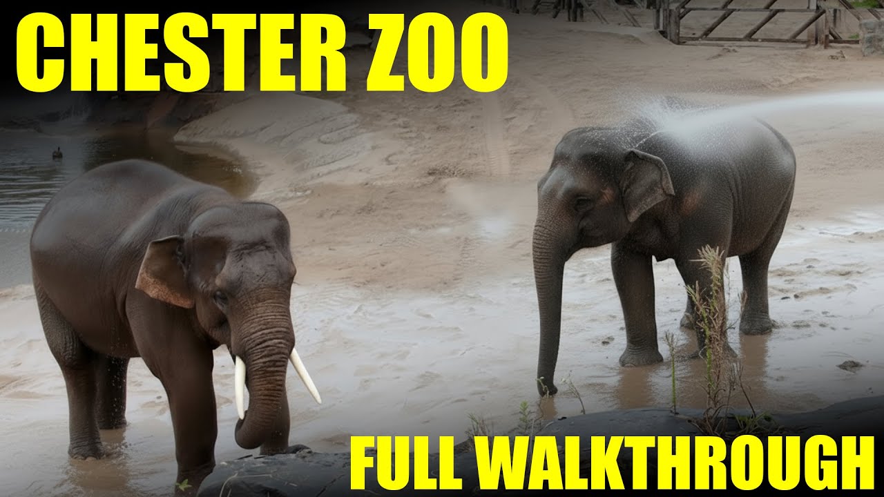 Chester Zoo Walking Tour - The Best Zoo in the Uk - Full Walkthrough