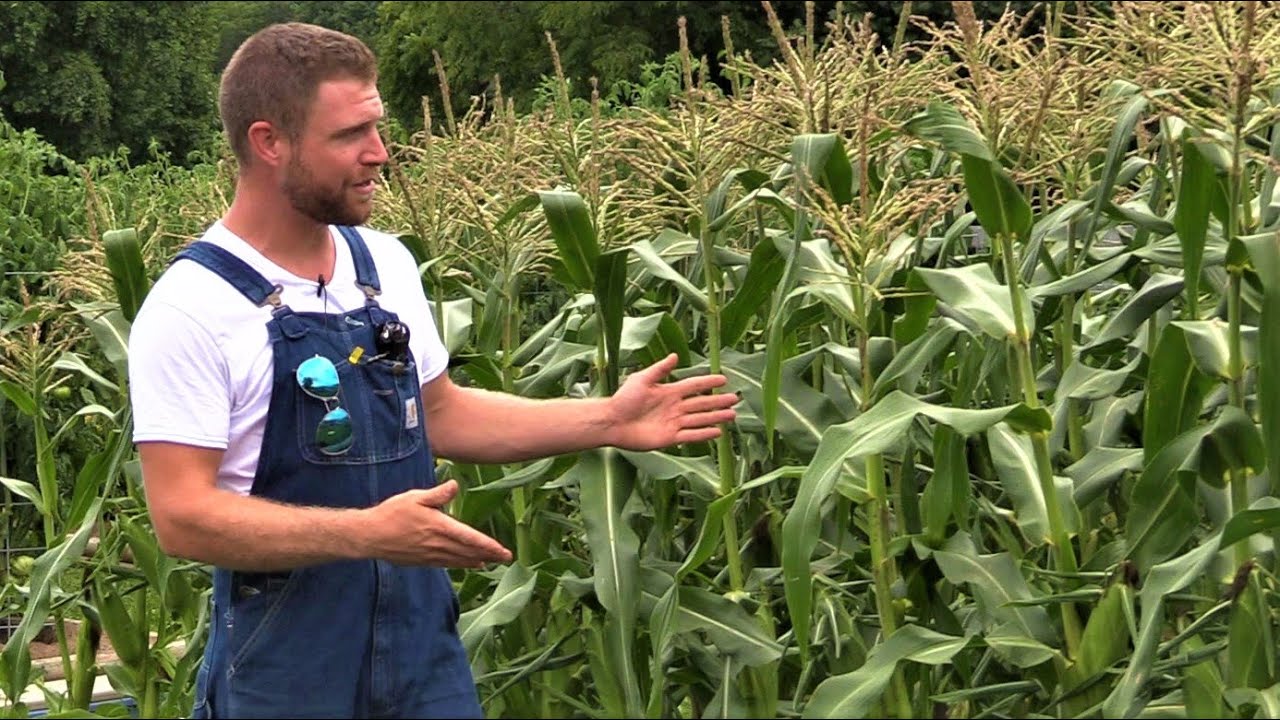 Sweet Corn Harvest & Processing for Winter