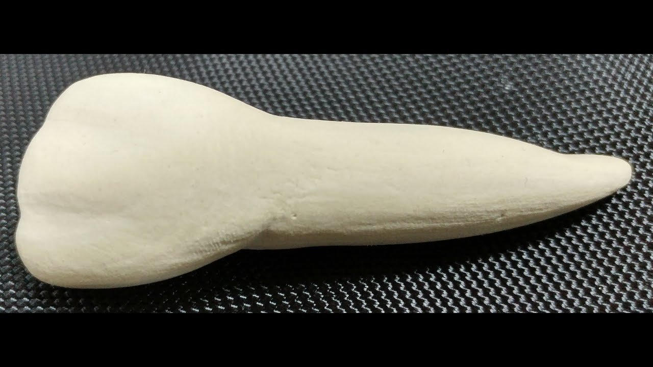 DENTAL ANATOMY-MAXILLARY LATERAL INCISOR - ÜST SAĞ LATERAL DİŞ - CARVING 3