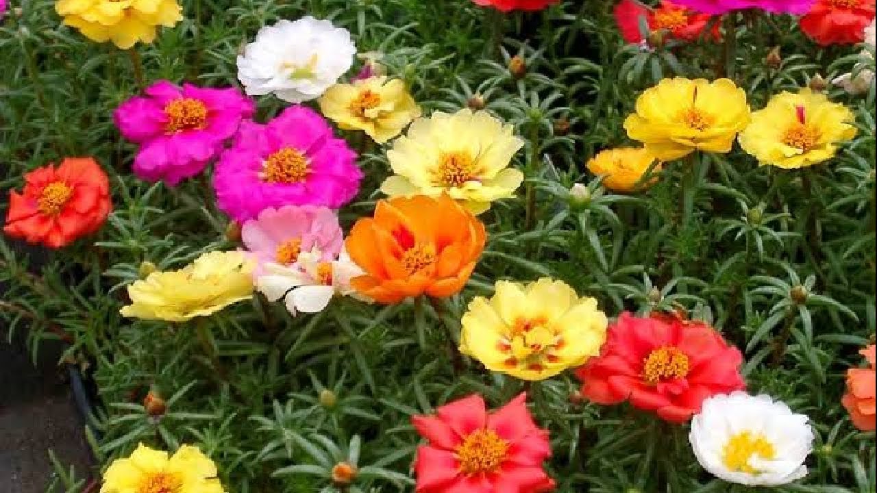 cuidados de la planta de mañanitas,rayito de sol o portulaca grandiflora