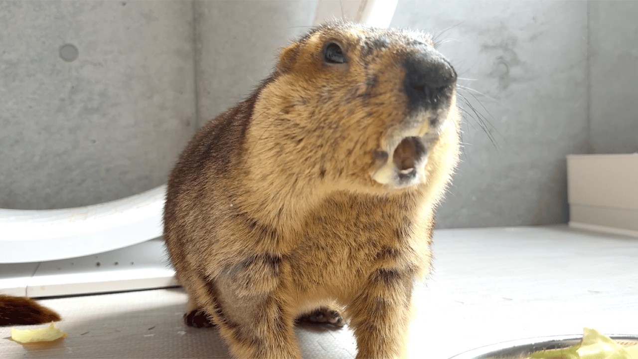 A Winnie-the-Pooh-like marmot splattering cabbage juice