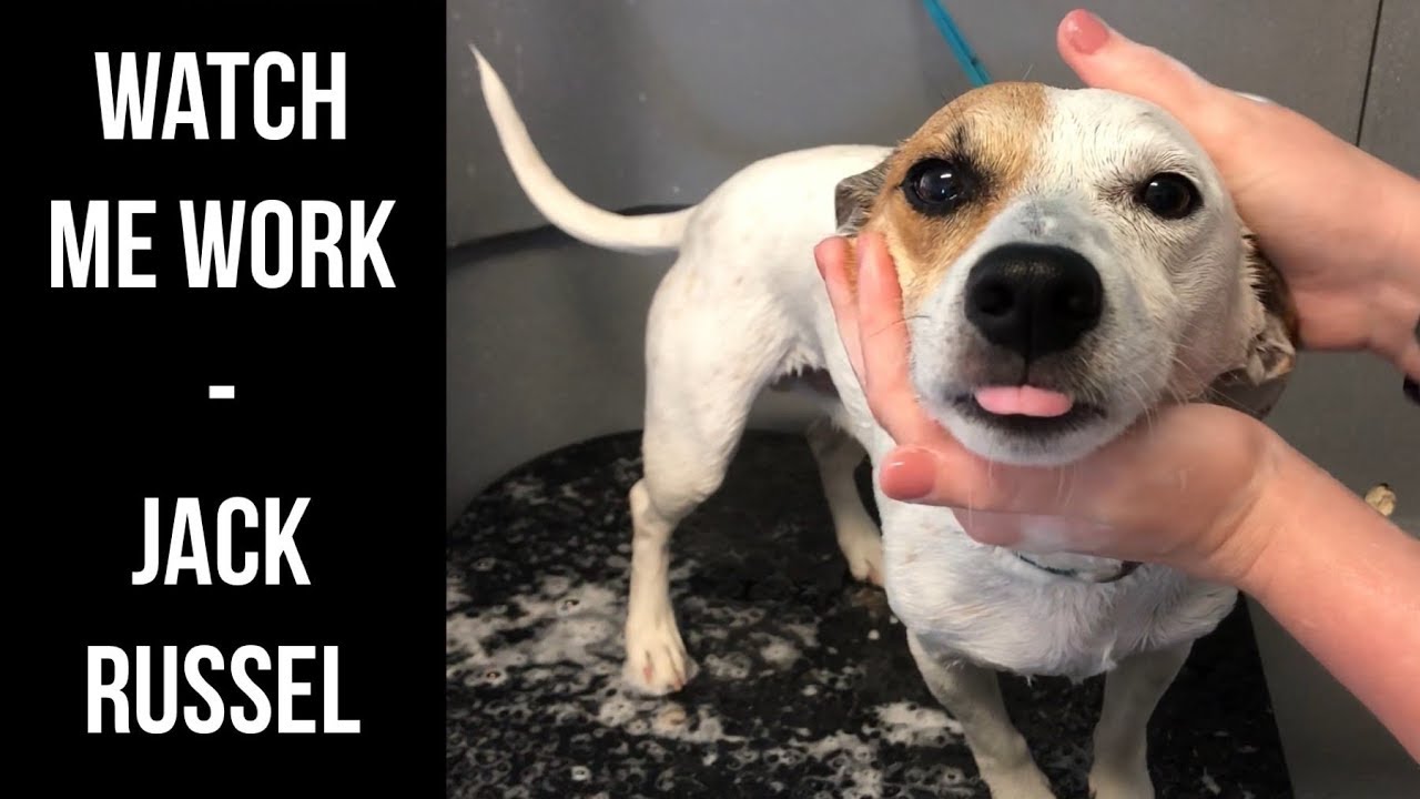 Watch Me Work - Jack Russell Grooming