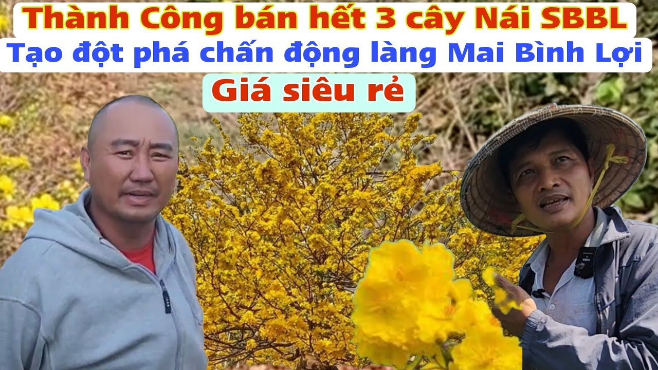 Bán rẻ 3 cây Nái Siêu Bông Bình Lợi Thành Công buông tay tìm hướng đi mới