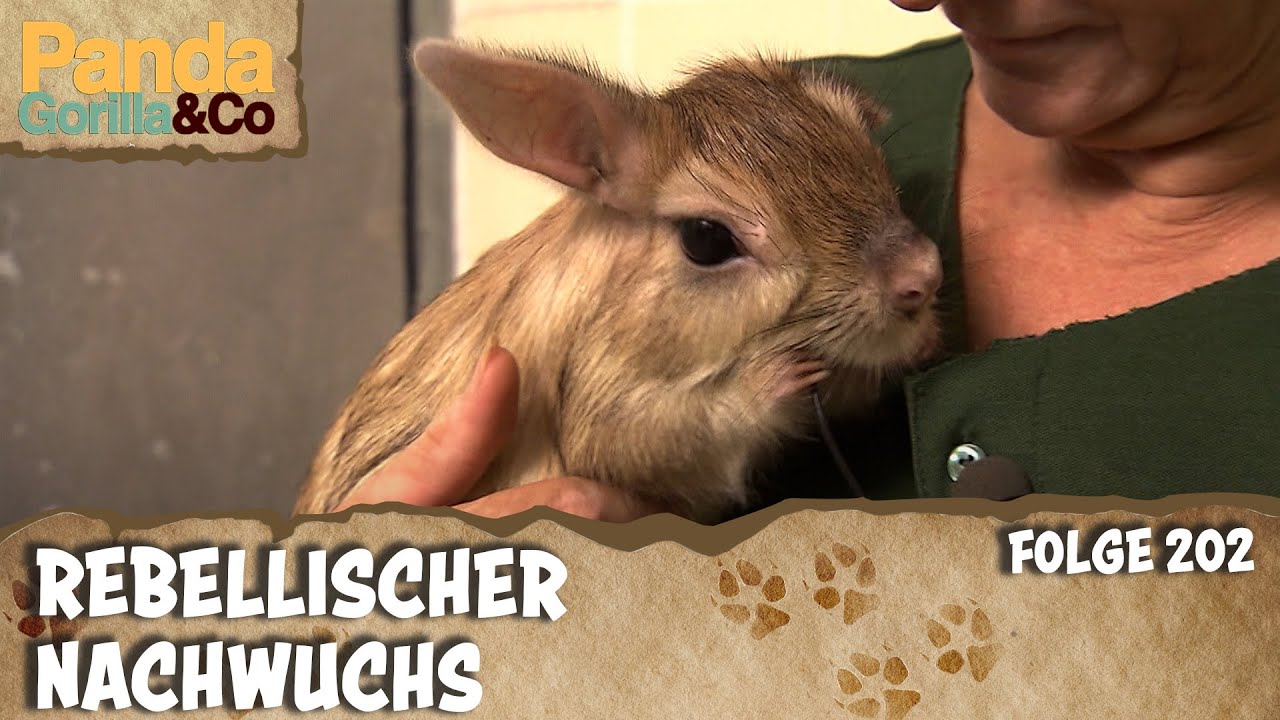 Tierisch süße Flaschenkinder | Panda, Gorilla und Co.