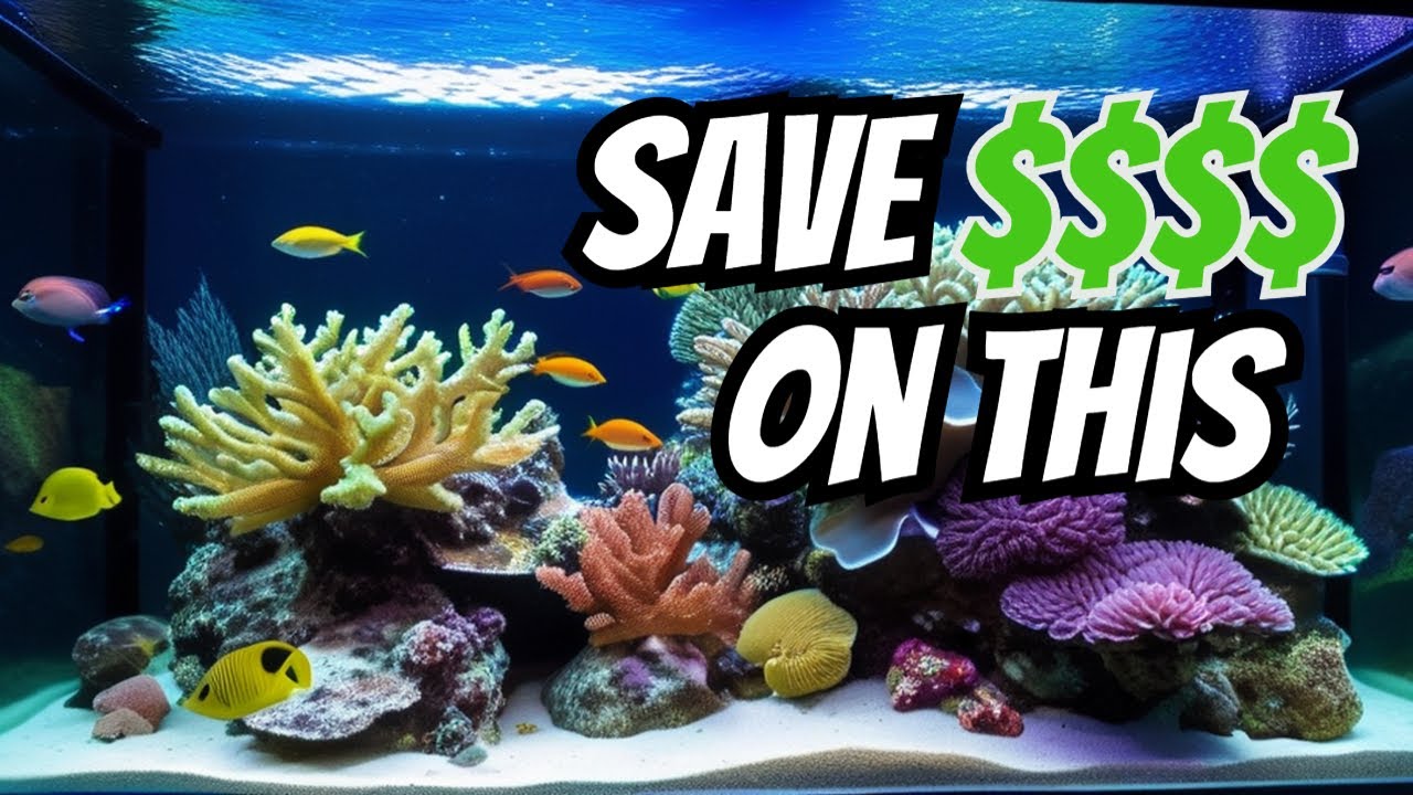How to Save Money on Your Reef Tank: The Best Option Revealed!