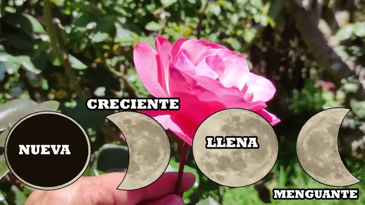 FASES lunares para ROSAS Y ROSALES, trasplante, injerto, acodos, podas, Rosales ESPECTACULARES