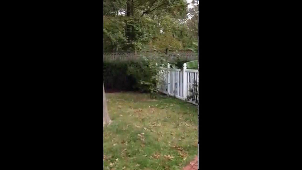 Walk Around the Yard