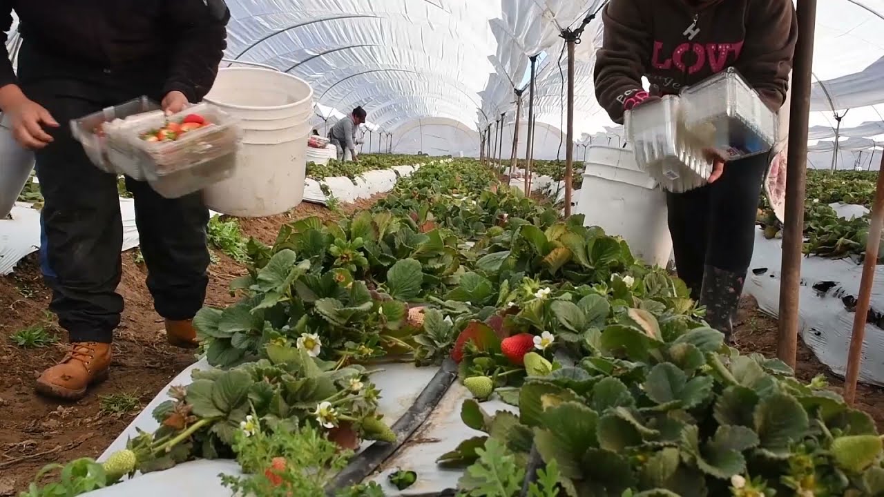Se invierte, pero se gana bien en el cultivo de fresa