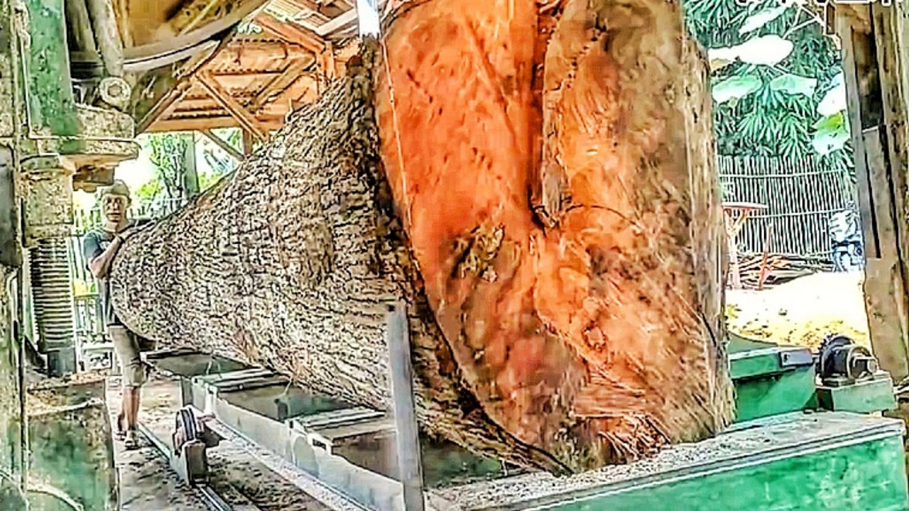 Massive Mahogany Logs Transformed into Stunning, High-Value Planks at the Sawmill 🌳✨