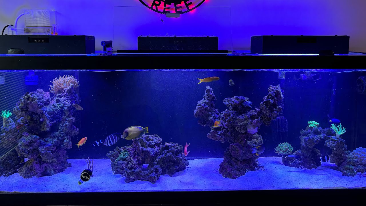 Update Petsmart Aqueon 125 gallon aquarium-6 months on the reef-DISASTER!?!?