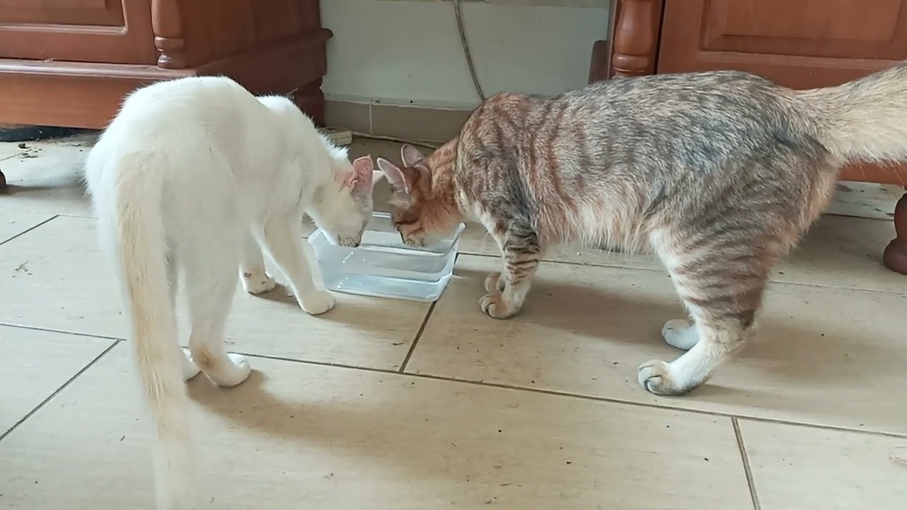 Cats & kittens are 887 & 796 & 722 & 639 & 538 & 521 &473 & 397 & 282 & 244 & 144 &304 &238 &136&102
