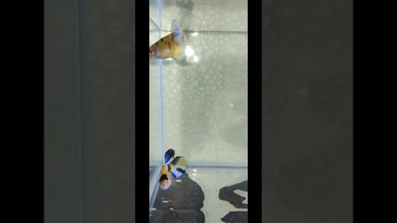 TIGER KOI #Exoticbetta fish #yellowgalaxy