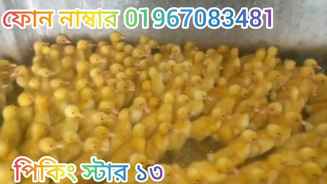 পিকিং স্টার 13 3 কেজি প্লাস
