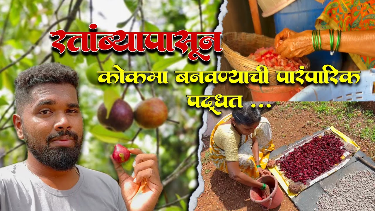 रतांब्यापासून कोकमा बनवण्याची पारंपारिक पद्धत | Kokam Recipe In Marathi @MalvaniLife@ColoursofKonkan