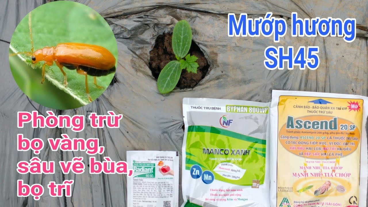 Kỹ thuật trồng mướp hương: P8-Phòng trừ bọ vàng, sâu vẽ bùa, bọ trĩ trên cây mướp con