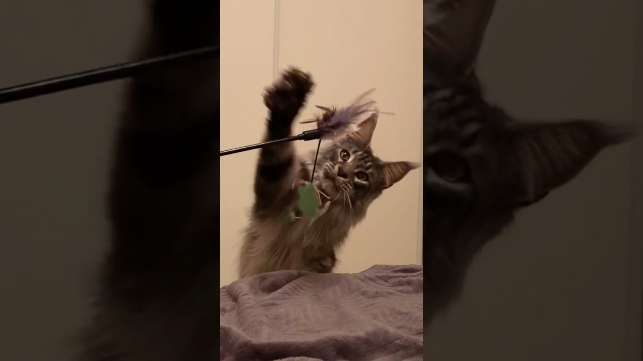 🐾🙀 Un f&eacute;lin survolt&eacute; : Sherkan ne laissera pas ce jouet s&rsquo;&eacute;chapper ! 🐾🔥 2157