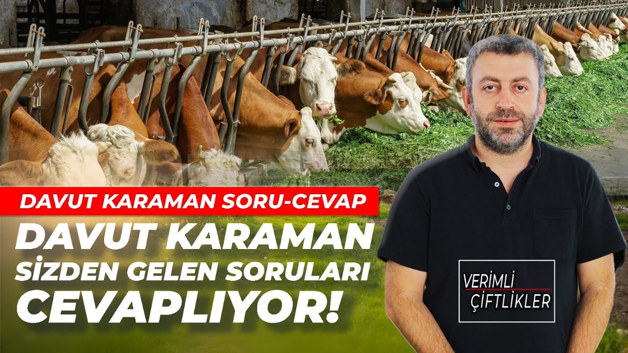 Süt Hayvancılığına Dair Her Şey! Davut Karaman Soru Cevap / 1. Bölüm