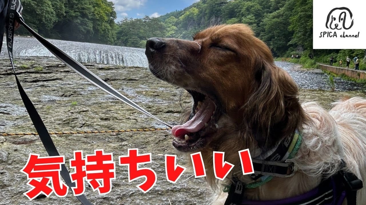 保護犬オスカと吹割の滝へ/とんでもない絶景だった☆