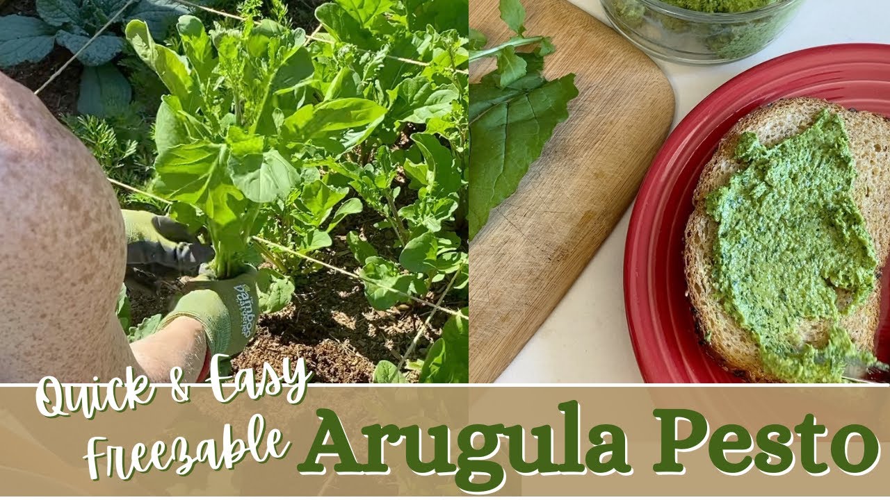 Quick & Easy ARUGULA PESTO: the BEST way to preserve and freeze arugula!