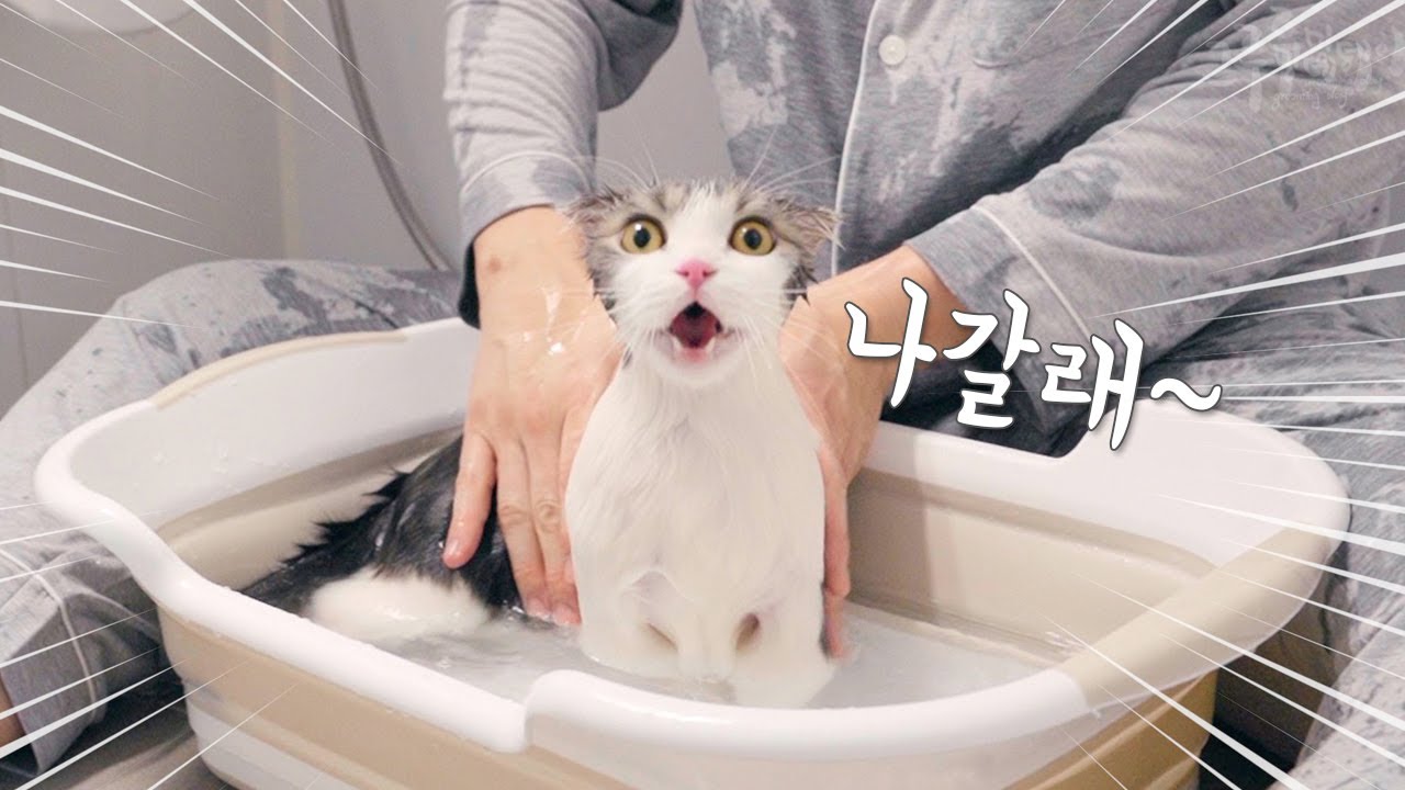 목욕하기 싫어서 처량하게 우는 고양이