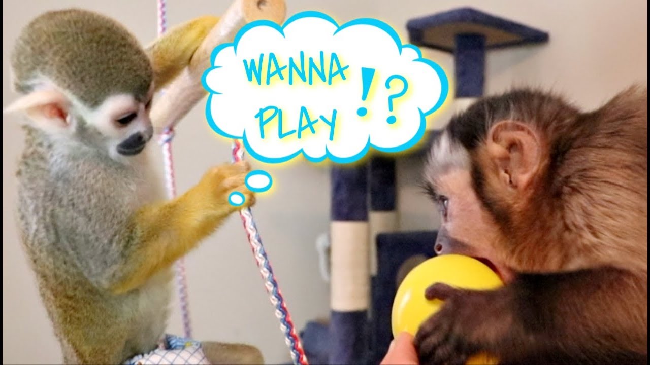 Squirrel Monkey Plays & Baby Capuchin Snuggles