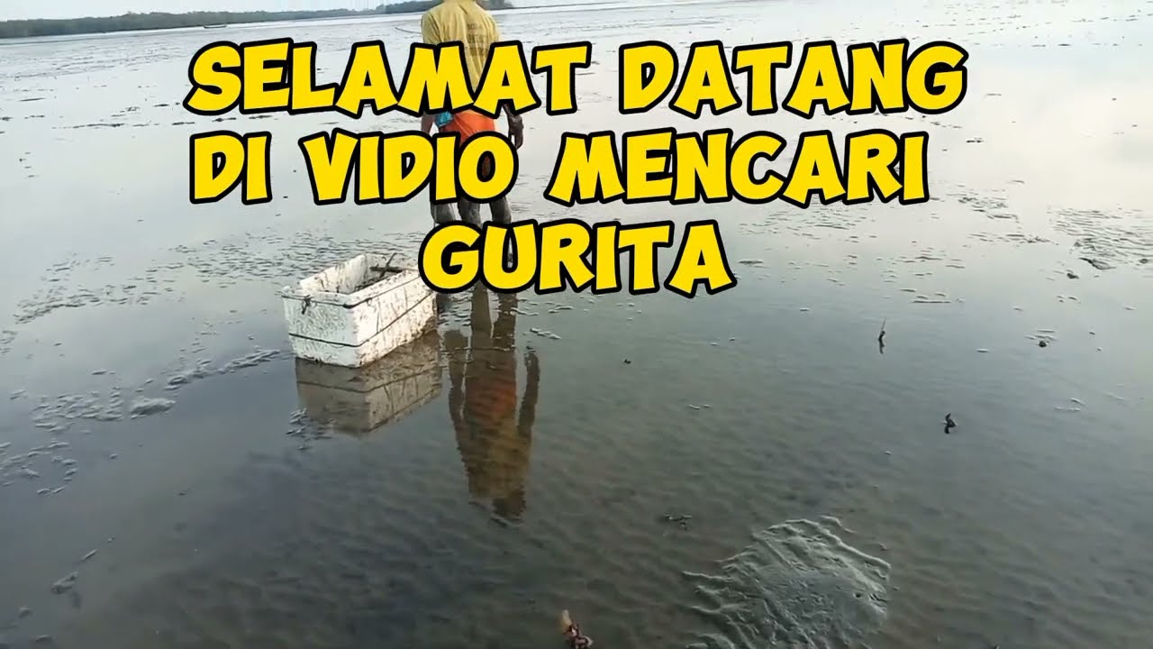 cara mencari gurita di lumpur, mencari gurita di pinggir pantai