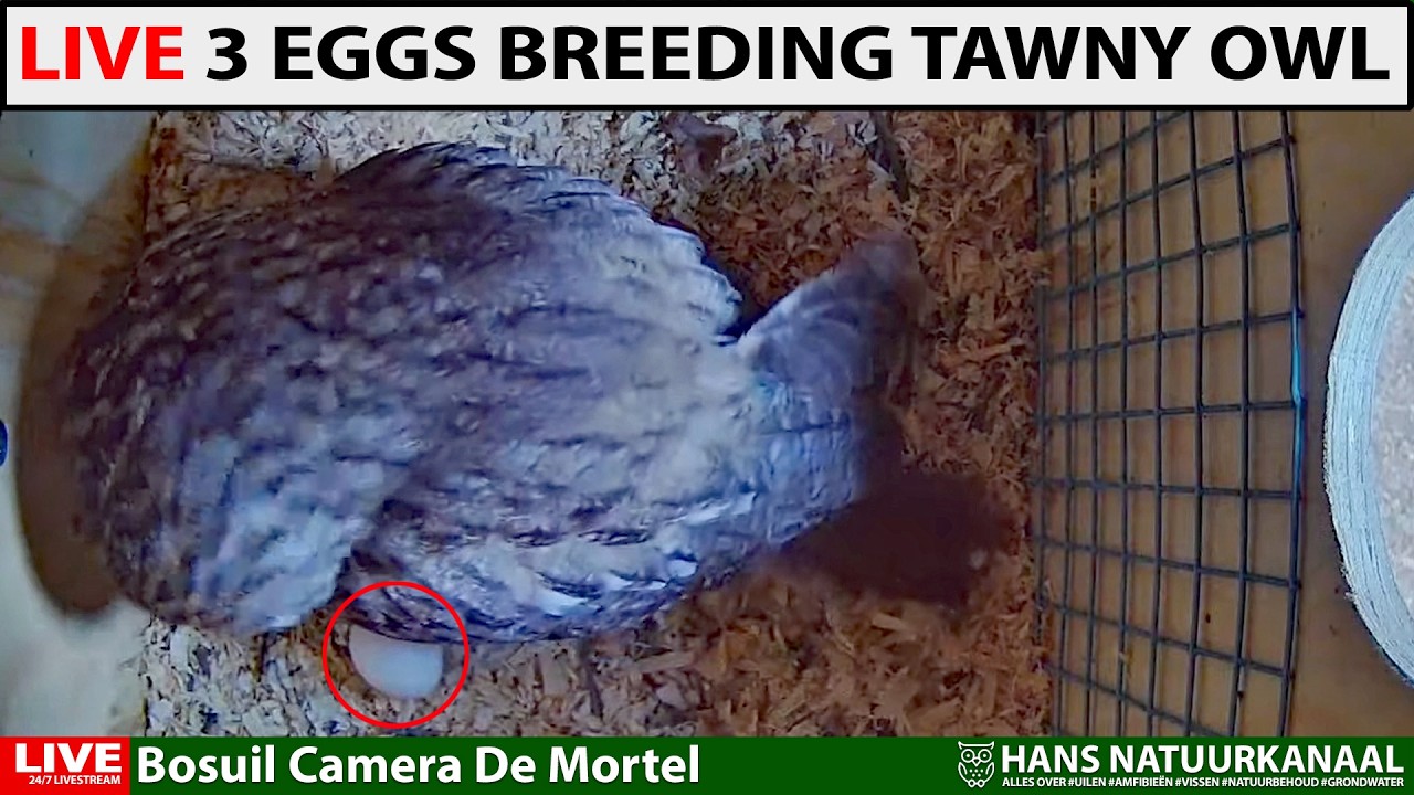 🦉 Tawny Owl Day Live | 3 Eggs Under Her Wings 🥚🥚🥚 When Will the First Chick Hatch?