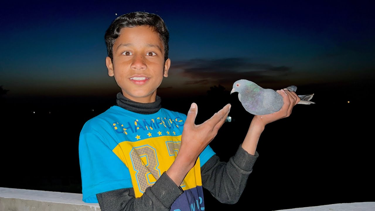 Buhaat Din Baad Kabootar Pakra 😍🕊️ Jungli Kabootar Pakar Liya 😍