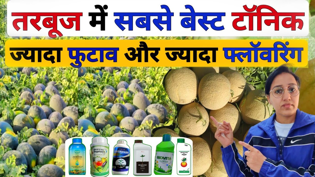 🍉तरबूज खरबूजा में ज्यादा फ्लाॅवरिंग के लिए सबसे अच्छे टॉनिक | watermelon farming | tarbuj ki kheti