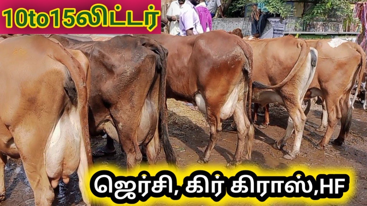 10லிட்டர் கறக்கும், ஜெர்சி, கிர் கிராஸ்,சீமைபசு கிடைக்கும்|Vellore Poigai Cattle Market