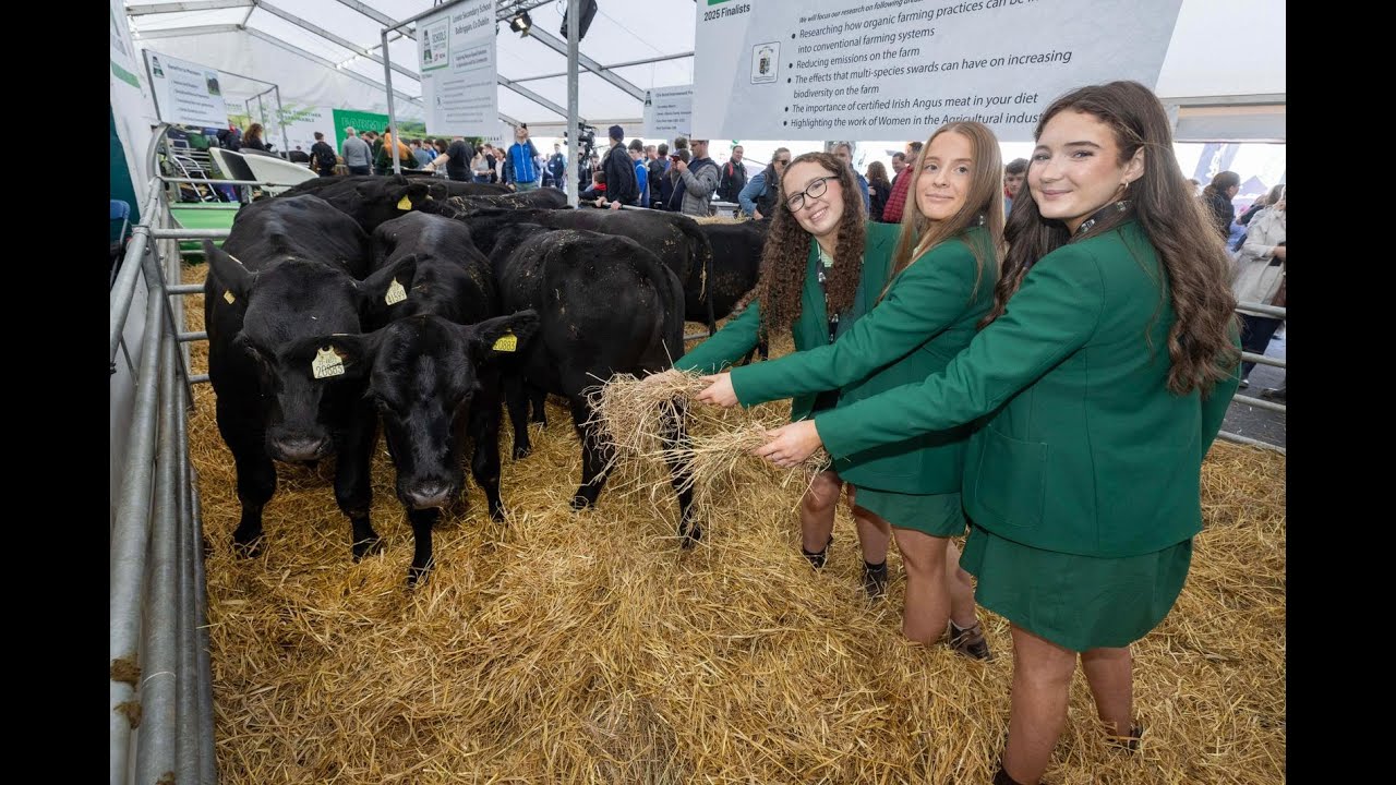 Certified Irish Angus at Ploughing 2025