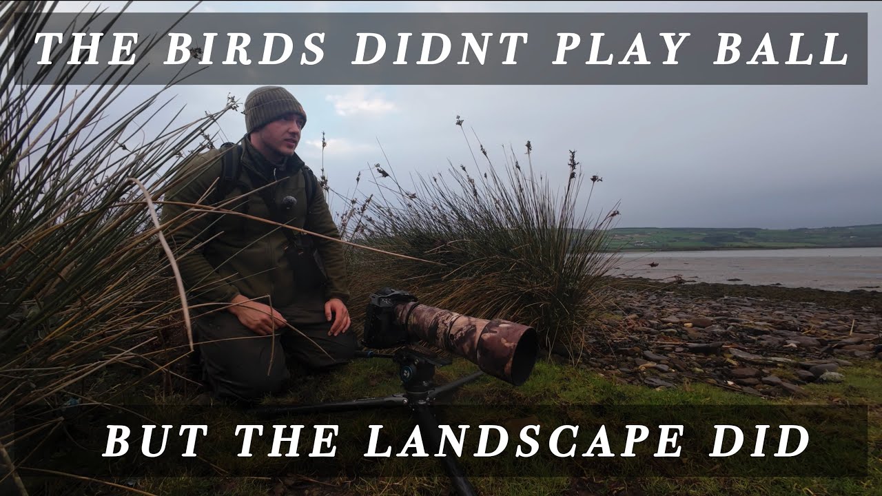 You Can't Always Get What You Want | Irish Wildlife