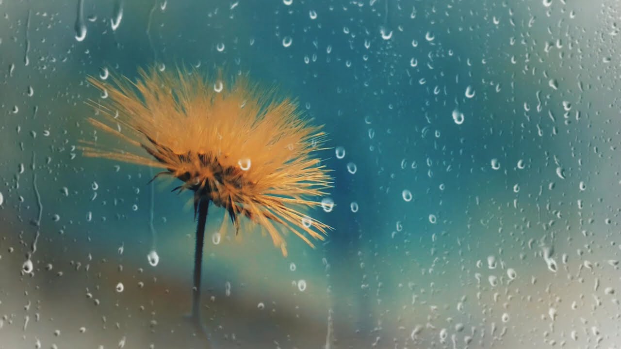 Dreamy Floral Rain | Ultimate Relaxation Video | Stock Footages | Background Video