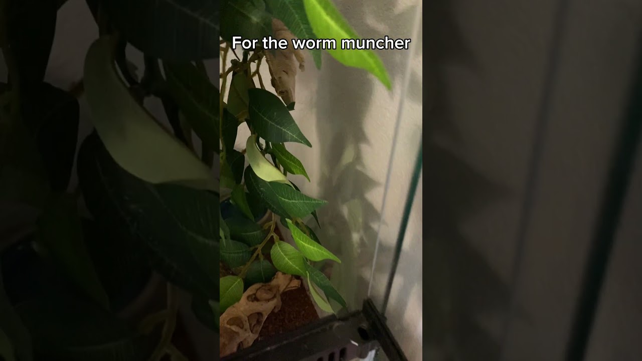 The worm muncher needs a meal #pets #pet #gecko #feederinsects #worms #reptiles #terrarium