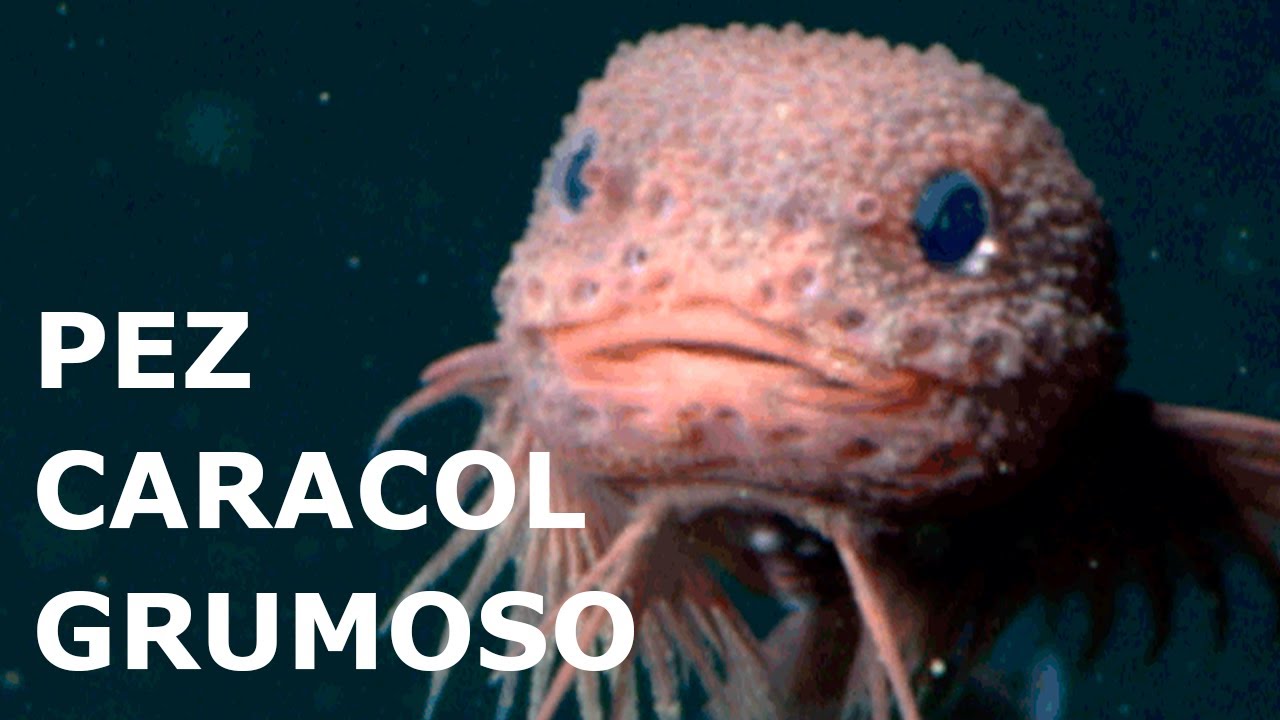 Descubren una nueva especie de pez a m&aacute;s de 3000 metros de profundidad