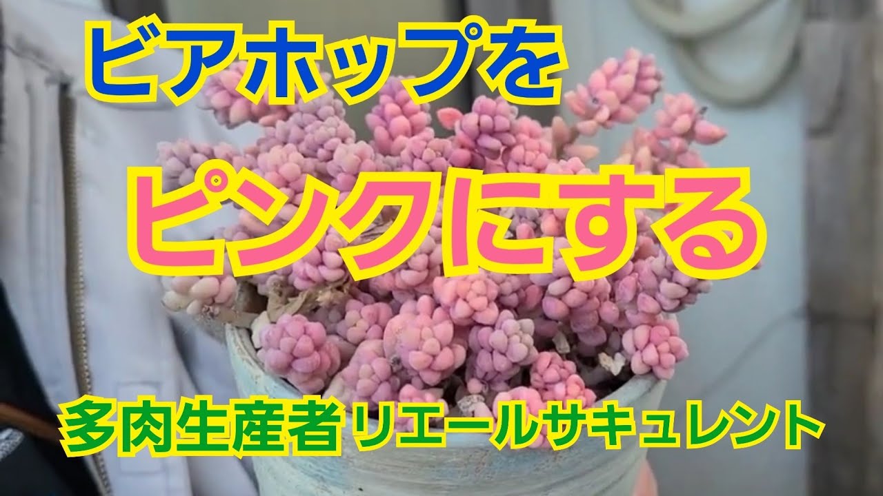 【多肉植物】【ビアホップ】ビアホップをピンクにする選手権(笑)2024年12月10日