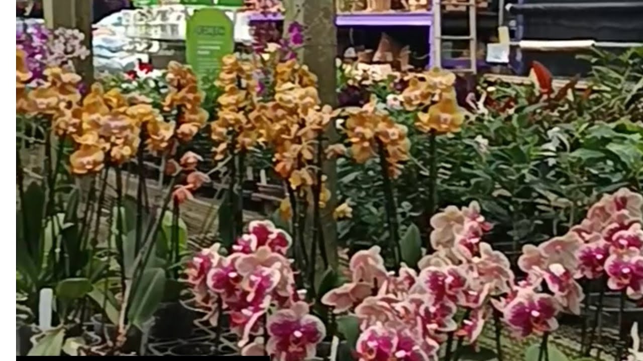 PASSEIO NO ORQUIDÁRIO4 ESTAÇÕES 🙏 MUITAS ESPÉCIES DE ORQUÍDEAS ♥️ #plantas#orchid#video#plants