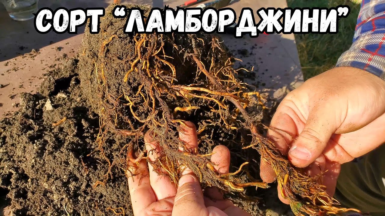 Воздушный отводок на весенней прививке винограда. РЕЗУЛЬТАТ!