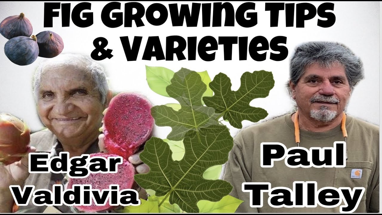 How To Grow Figs | Varieties | feat. Edgar Valdivia & Paul Talley