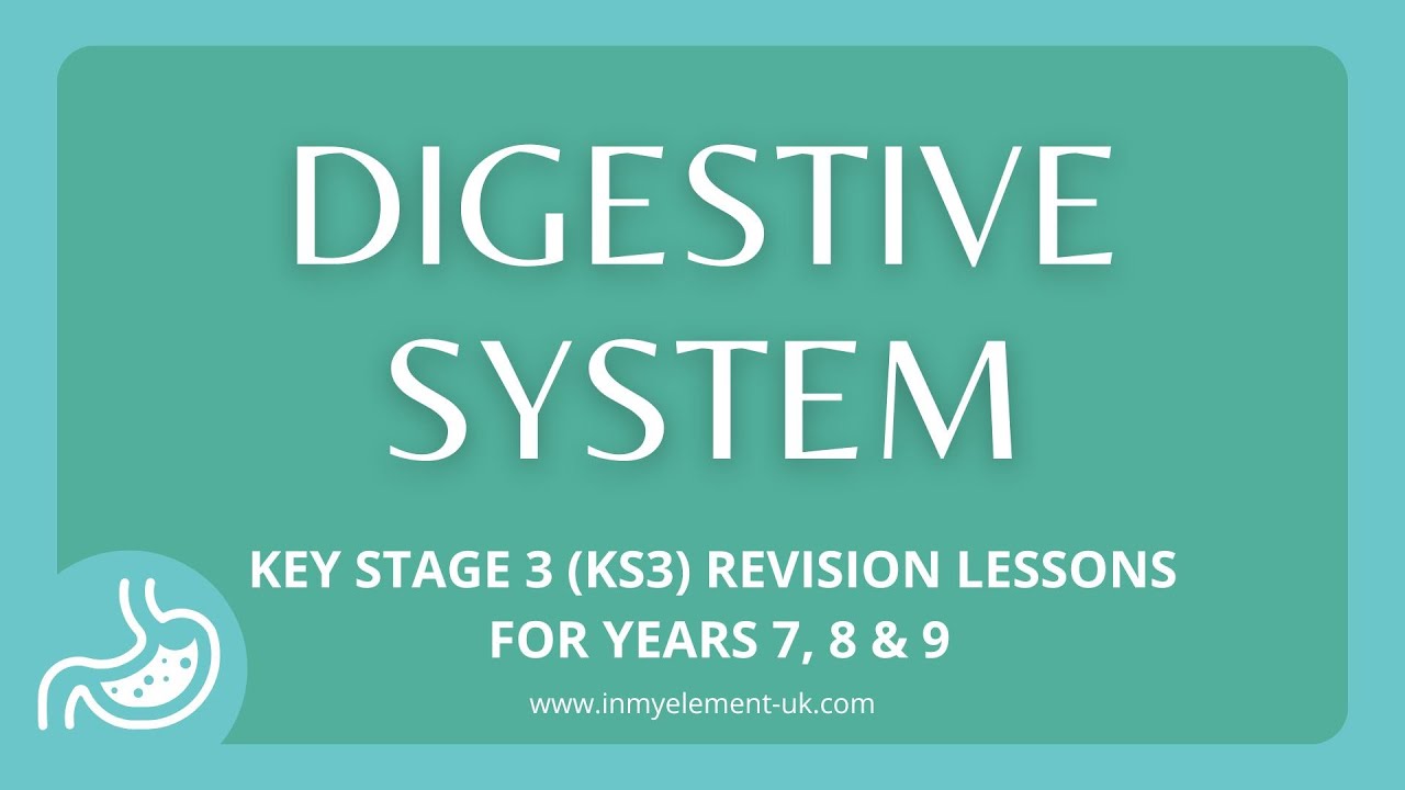 What makes up the Digestive System, structure & how it works  -  Biology Revision (Years 7, 8 & 9)