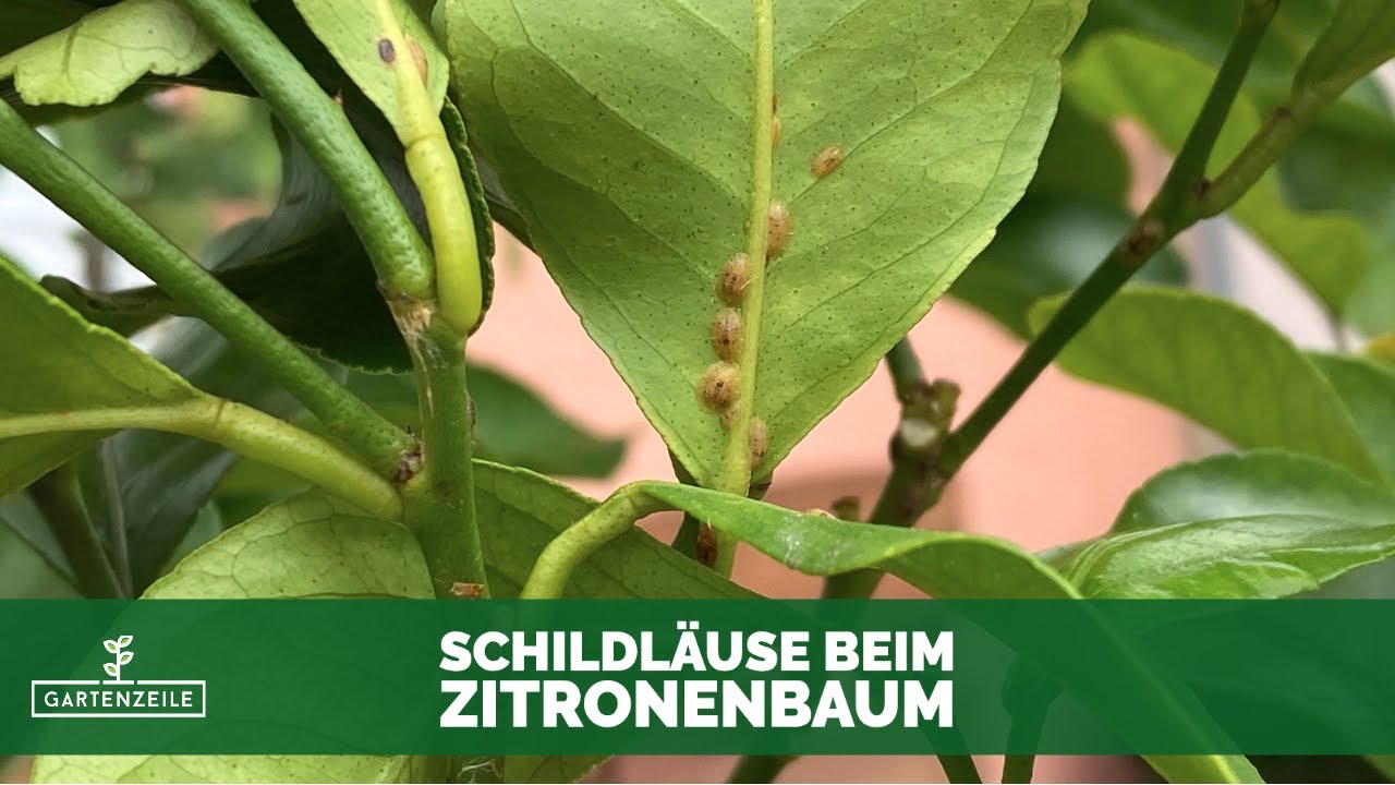 Schildläuse beim Zitronenbaum natürlich bekämpfen! Super Hausmittel gegen Blattläuse!