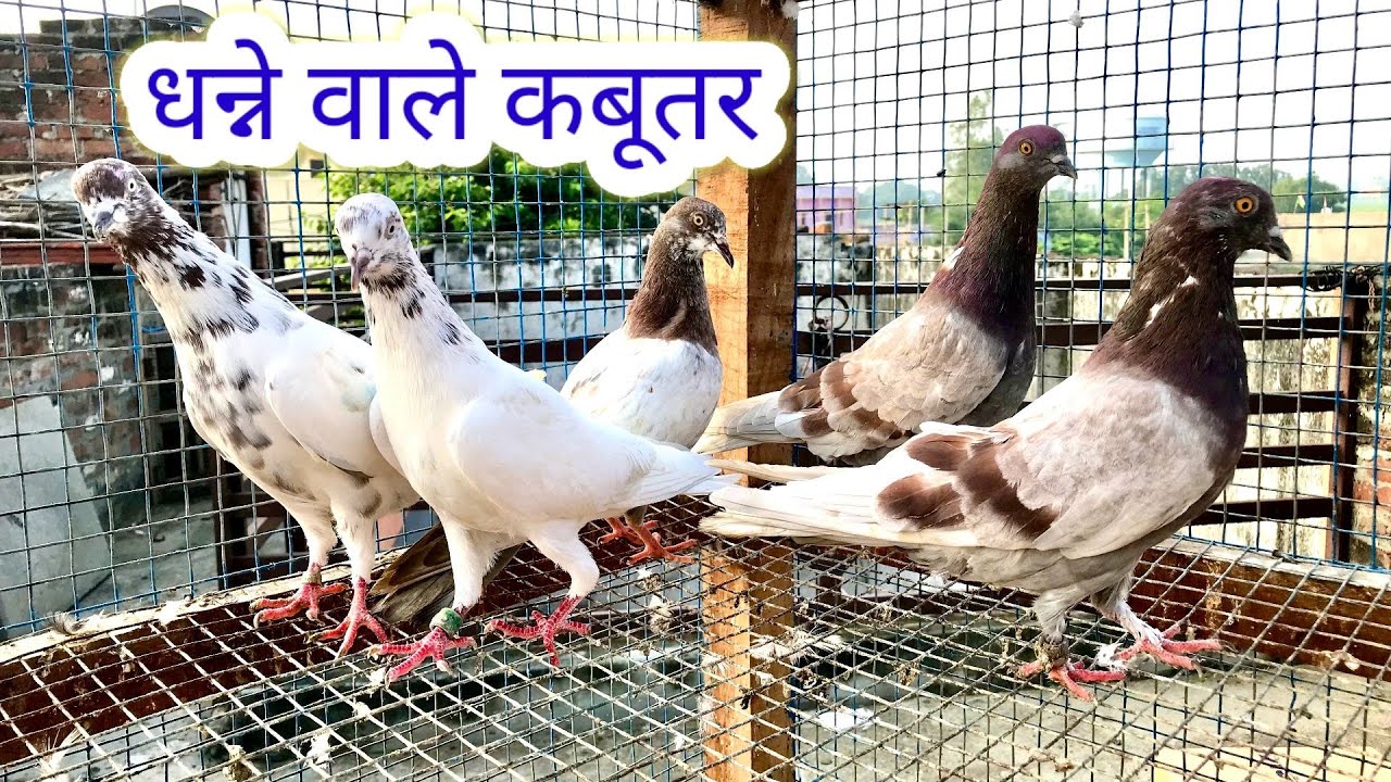 Dhanne wale kabutar l धन्ने वाले कबूतर @noorsuperpigeon । 7455890059