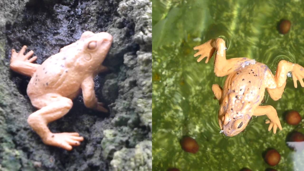 The Asian Frog- I&acute;m The Bufo