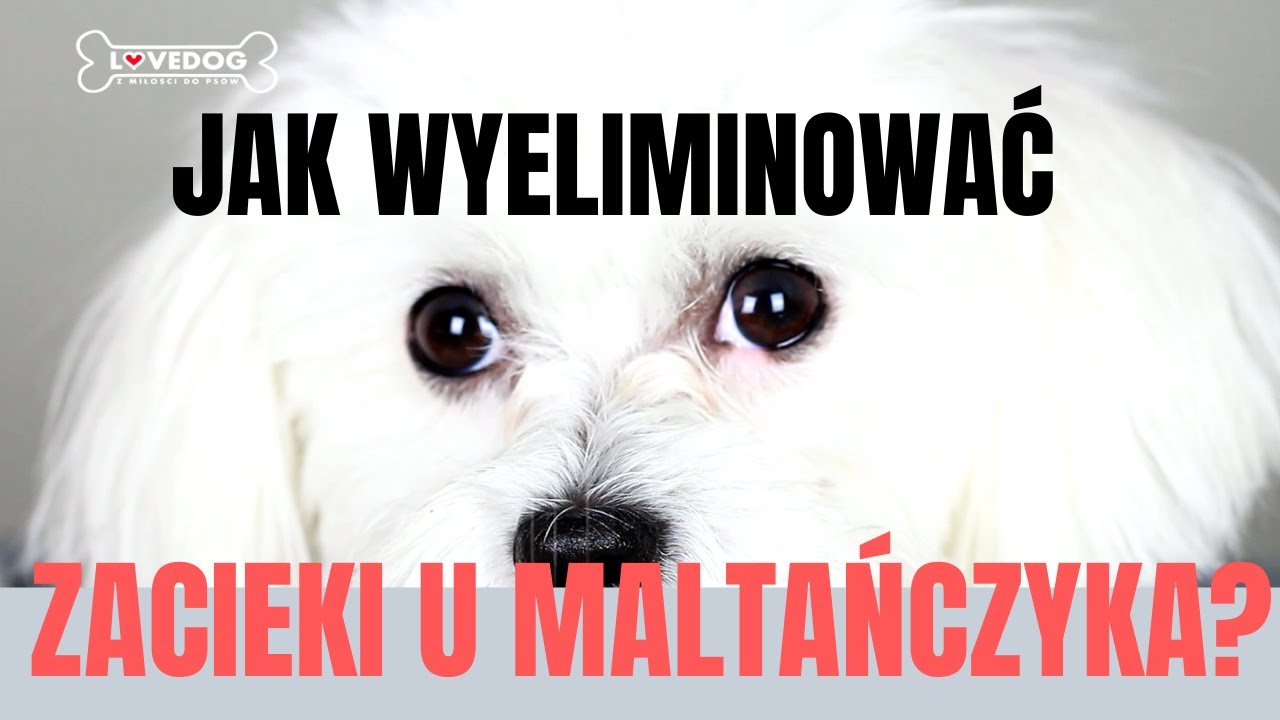 JAK PIELĘGNOWAĆ OCZY PSA? ZACIEKI U MALTAŃCZYKA | Lovedog