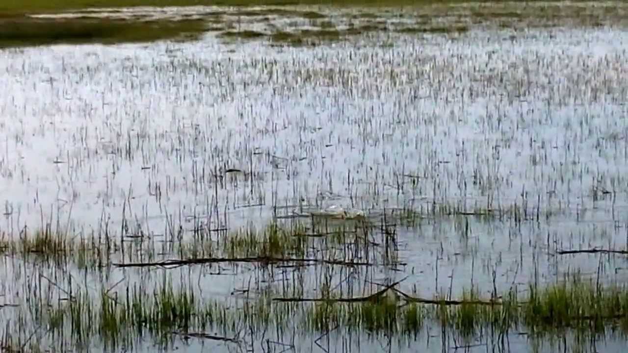 Tailing Reds.mp4