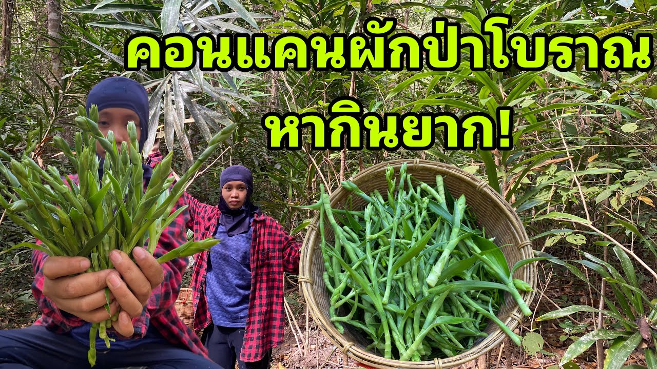 เก็บดอกคอนแคนผักป่าหายาก หากินยาก1ปีมีครั้ง มีดีทั้งรสชาติและสรรพคุณทางยา!! 12/2/69