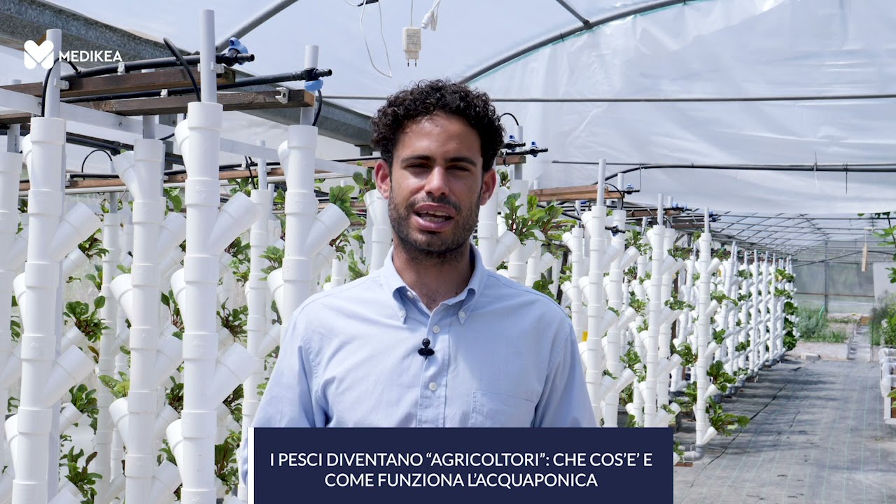 I pesci diventano agricoltori: che cos’è e come funziona l’acquaponica
