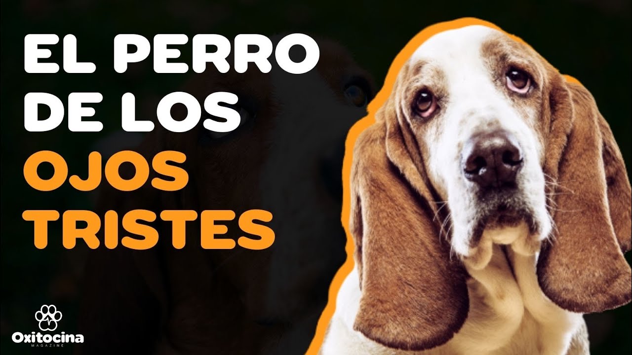 9 COSAS QUE DEBES SABER SOBRE EL BASSET HOUND