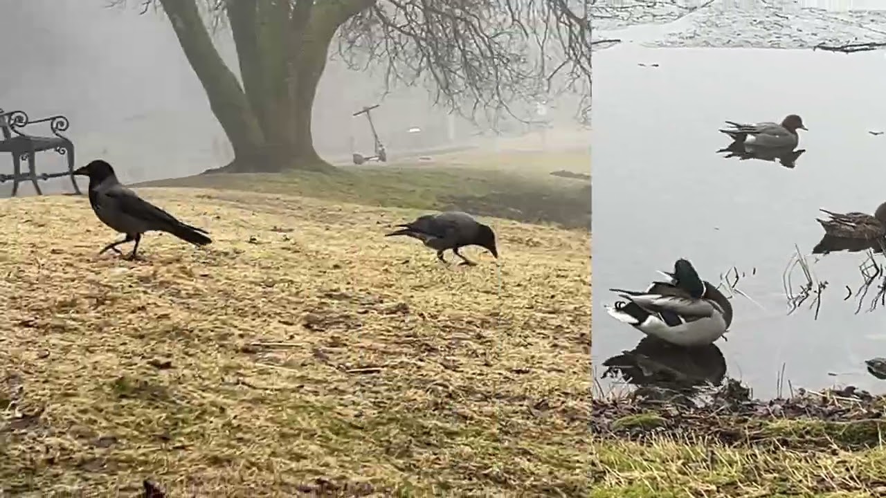 Crowsounds for the longest time- Norway 
